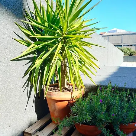 Santa Catarina - With Terrace Apartment