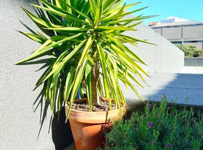 Santa Catarina - With Terrace Apartamento